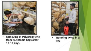 • Removing of Polypropylene
from Mushroom bags after
17-18 days
• Watering twice in a
day
 