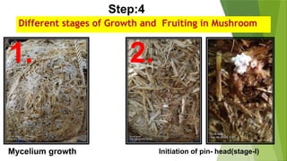 Different stages of Growth and Fruiting in Mushroom
1. 2.
Mycelium growth Initiation of pin- head(stage-l)
Step:4
 