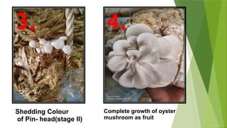 Shedding Colour
of Pin- head(stage ll)
3. 4.
Complete growth of oyster
mushroom as fruit
 