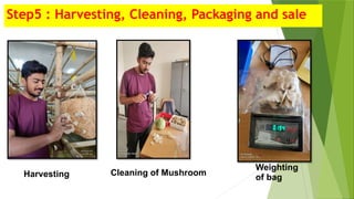 Step5 : Harvesting, Cleaning, Packaging and sale
Harvesting Cleaning of Mushroom
Weighting
of bag
 