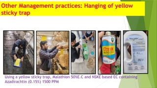 Other Management practices: Hanging of yellow
sticky trap
Using a yellow sticky trap, Malathion 50%E.C and NSKE based EC containing
Azadirachtin (0.15%) 1500 PPM
 