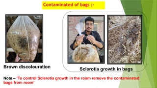 Contaminated of bags :-
Brown discolouration Sclerotia growth in bags
Note – ‘To control Sclerotia growth in the room remove the contaminated
bags from room’
 