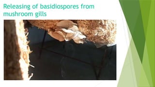 Releasing of basidiospores from
mushroom gills
 