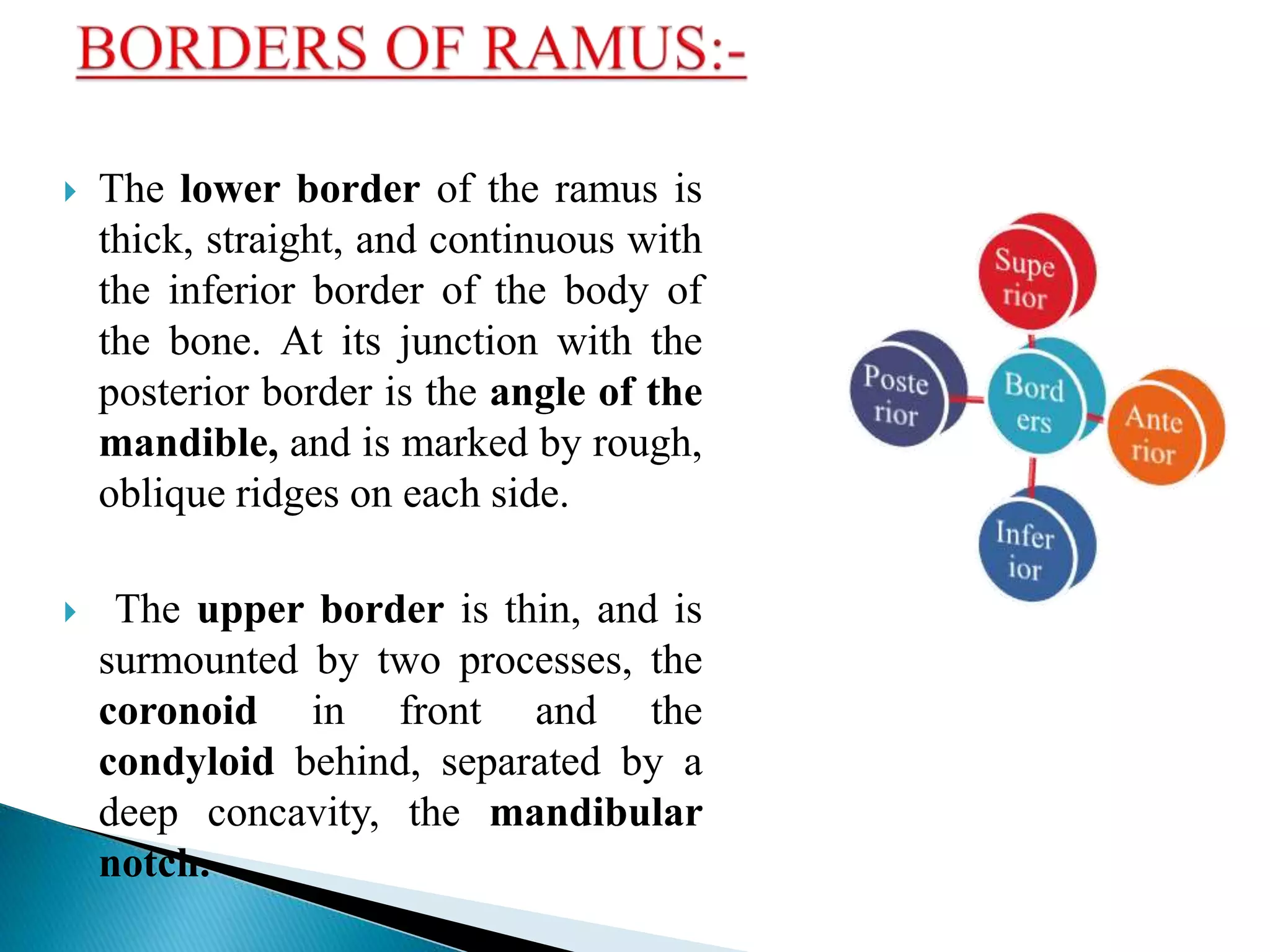Anatomy and Development of Mandible | PPTX