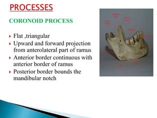 Anatomy and Development of Mandible | PPTX