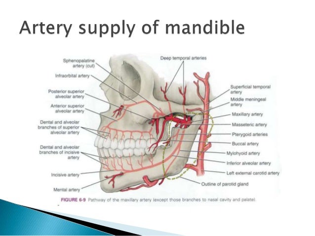 anatomy and development of mandible mandible anatomy