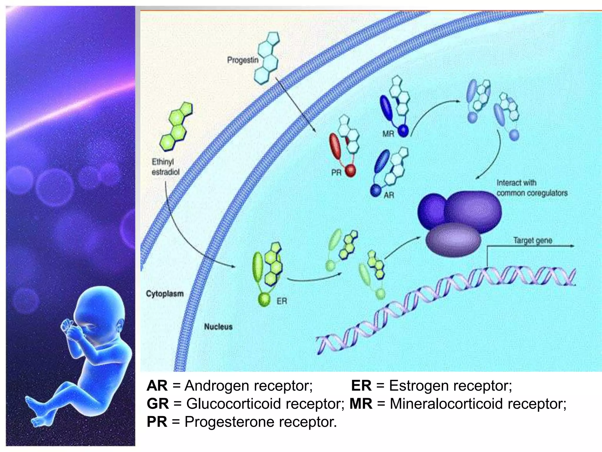 AR = Androgen receptor; ER = Estrogen receptor;
GR = Glucocorticoid receptor; MR = Mineralocorticoid receptor;
PR = Progesterone receptor.
 