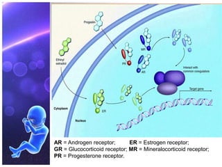 AR = Androgen receptor; ER = Estrogen receptor;
GR = Glucocorticoid receptor; MR = Mineralocorticoid receptor;
PR = Progesterone receptor.
 
