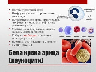 • Настају у коштаној сржи
• Имају улогу заштите организма од
инфекција
• Постоје неколико врста: гранулоцити,
лимфоцити и моноцити који имају
различите улоге
• Увећава им се број када организам
нападну микроорганизми
• Крећу се амебоидно излазећи из
капилара у ткиво
• Нормалан број леукоцита у крви је
• 4 - 10 x 10 нa 9/l

Бела крвна зрнца
(леукоцити)

 