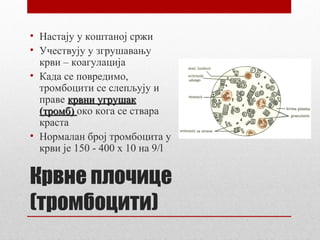 • Настају у коштаној сржи
• Учествују у згрушавању
крви – коагулација
• Када се повредимо,
тромбоцити се слепљују и
праве крвни угрушак
(тромб) око кога се ствара
краста
• Нормалан број тромбоцита у
крви је 150 - 400 x 10 нa 9/l

Крвне плочице
(тромбоцити)

 
