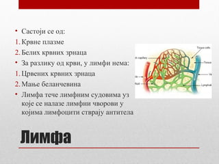 • Састоји се од:
1. Крвне плазме
2. Белих крвних зрнаца
• За разлику од крви, у лимфи нема:
1. Црвених крвних зрнаца
2. Мање беланчевина
• Лимфа тече лимфним судовима уз
које се налазе лимфни чворови у
којима лимфоцити стврају антитела

Лимфа

 