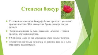 Степски божур - Љиљак Н. | PPT