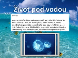 Žǰ   Žraloci jsou především mořští predátoři a obývají většinu rozlohy moří a oceánů. Někteří z nich se vyskytují i v brakických vodách při ústí řek a pronikají do jejich dolních toků, vyskytlo se i několik málo druhů, které se adaptovaly na život ve větších sladkých jezerech. Rejnok   Rejnoci (Batoidea) jsou nadřádem příčnoústých paryb, zahrnující přes 500 druhů zařazených ve 13 čeledích. Jako rejnoci se také označují zástupci řádu Rajiformes, tedy praví rejnoci. Všichni jsou blízce příbuzní žralokům.- přidání podsekce PDA/MDA do sekce Ke stažení Medúza   Medúzy mají různý tvar, nejen zvonovité, ale i zploštělé (nahoře jen mírně vypuklé a dole jen málo vyduté). Horní plocha se nazývá exumbrella a spodní část subumbrella. Ústa jsou umístěna v spodní části. Trávicí dutina se skládá z láčky a paprsčitě umístěných kanálků, které směřují ven. Na okraji disku jsou smyslové orgány a chapadla. 
