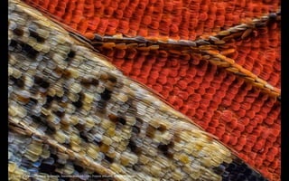 Scales of a butterfly wing underside, Vanessa atalanta (10x). Francis Sneyers, Brecht, Belgium
 