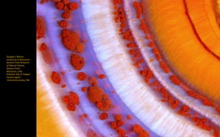 Douglas L Moore,
University of Wisconsin -
Stevens Point Museum
of Natural History,
Stevens Point,
Wisconsin, USA:
Polished slab of Teepee
Canyon agate –
Stereomicroscopy, 90x
 