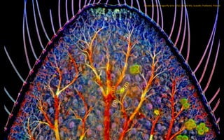 Caudal gill of a dragonfly larva (25x). Marek Mis, Suwalki, Podlaskie, Poland
 