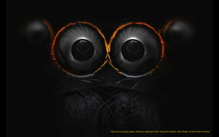 Eyes of a jumping spider, Hasarius adansoni (9x). Yousef Al Habshi, Abu Dhabi, United Arab Emirates
 