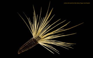 Jurinea mollis seed (5x). Viktor Sykora, Prague, Czech Republic
 