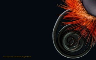 Trompa mariposa (6,3x). Jochen Schroeder, Chiang Mai, Tailandia
 