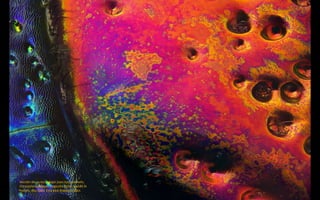 Sección de un escarabajo joya rojo moteado,
Chrysochroa buqueti rugicollis (19x). Yousef Al
Habshi, Abu Dabi, Emiratos Árabes Unidos
 