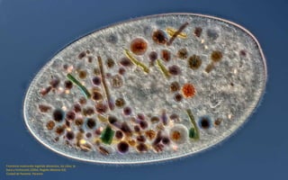 Frontonia mostrando ingerido alimentos, los cilios, la
boca y trichocysts (200x). Rogelio Moreno Gill,
Ciudad de Panamá, Panamá
 