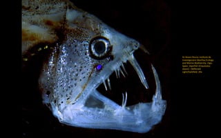 Dr Alvaro Roura, Instituto de
Investigacións Mariñas,Ecology
and Marine Biodiversity, Vigo,
Spain: Viperfish (Chauliodus
sloani) – Reflected
Light/Darkfield, 20x
 