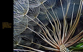 Dr Csaba Pintér,
Keszthely, Zala, Hungary:
Goatsbeard flower
(Tragopogon orientalis)
seeds – Focus Stacking,
1.4x
 