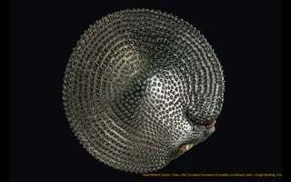 David Millard, Austin, Texas, USA: Curvepod Fumewort (Corydalis curvisiliqua) seed – Image Stacking, 4.5x
 