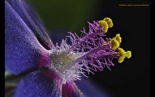 Wildflower stamens. By Samuel Silberman
 