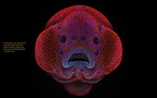 Dr Oscar Ruiz, the University of
Texas MD Anderson Cancer
Centre, Houston, Texas, USA:
Four-day-old zebrafish embryo
– Confocal, 10x
 
