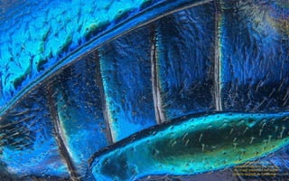 Parts of wing-cover (elytron),
abdominal segments and hind leg
of a broad-shouldered leaf beetle
(Oreina cacaliae). By Pia Scanlon
 