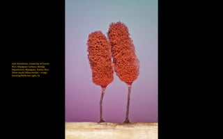 Jose Almodovar, University of Puerto
Rico, Mayaguez Campus, Biology
Department, Mayaguez, Puerto Rico:
Slime mould (Mixomicete) – Image
Stacking/Reflected Light, 5x
 
