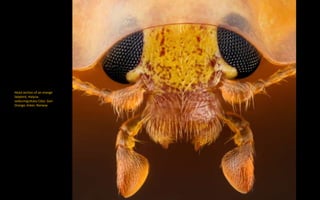 Head section of an orange
ladybird, Halyzia
sedecimguttata (10x). Geir
Drange, Asker, Norway
 