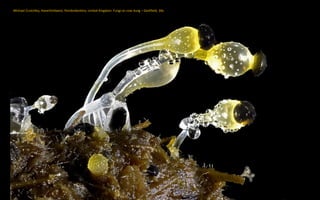 Michael Crutchley, Haverfordwest, Pembrokeshire, United Kingdom: Fungi on cow dung – Darkfield, 30x
 