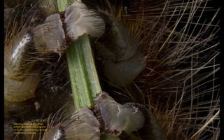 Las patas falsas de una oruga
peluda agarrando una pequeña
rama (4x). James Dorey, Fairfield,
Queensland, Australia
 
