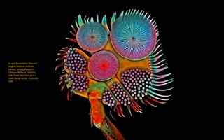 Dr Igor Siwanowicz, Howard
Hughes Medical Institute
(HHMI), Janelia Research
Campus, Ashburn, Virginia,
USA: Front foot (tarsus) of a
male diving beetle – Confocal,
100x
 