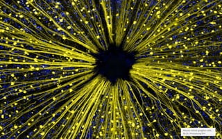 Mouse retinal ganglion cells.
By Dr. Keunyoung Kim
 