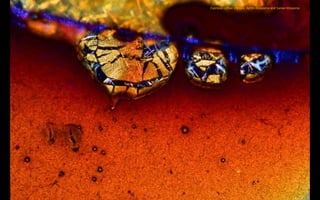 Espresso coffee crystals. By Vin Kitayama and Sanae Kitayama
 