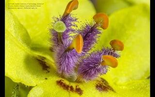 Karl Gaff, Dublin Institute of Technology, School of
Physics, Dublin, Ireland: Caption​Mullein flower
(Verbascum nigrum) – Reflected Light, 5x
 