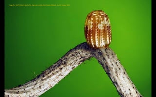 Egg of a Gulf Fritillary butterfly, Agraulis vanilla (4x). David Millard, Austin, Texas, USA
 