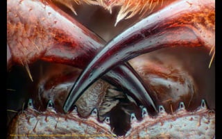 Poison fangs of a centipede, Lithobius erythrocephalus (16x). Walter Piorkowski, South Beloit, Illinois, USA
 