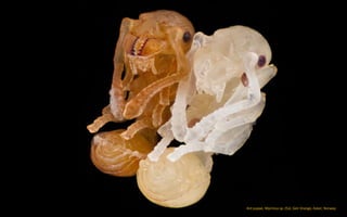 Ant pupae, Myrmica sp. (5x). Geir Drange, Asker, Norway
 