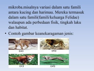 mikroba.misalnya variasi dalam satu famili
  antara kucing dan harimau. Mereka termasuk
  dalam satu famili(famili/keluarga Felidae)
  walaupun ada perbedaan fisik, tingkah laku
  dan habitat.
• Contoh gambar keanekaragaman jenis:
 