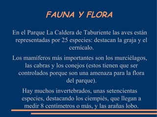 FAUNA Y FLORA
En el Parque La Caldera de Taburiente las aves están
representadas por 25 especies: destacan la graja y el
cernícalo.
Los mamíferos más importantes son los murciélagos,
las cabras y los conejos (estos tienen que ser
controlados porque son una amenaza para la flora
del parque).
Hay muchos invertebrados, unas setencientas
especies, destacando los ciempiés, que llegan a
medir 8 centímetros o más, y las arañas lobo.
 