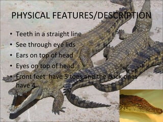 PHYSICAL FEATURES/DESCRIPTION Teeth in a straight line See through eye lids Ears on top of head Eyes on top of head  Front feet  have 5 toes and the back ones have 4 