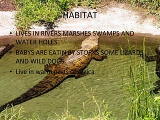 HABITAT LIVES IN RIVERS MARSHES SWAMPS AND WATER HOLES. BABYS ARE EATIN BY STORKS SOME LIZARDS AND WILD DOGS Live in warm parts of Africa 