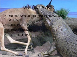 DIET/BEHAVIOR ONE KNOWN OF THE ONLY KNOWN MAN EATERS GOOD PARENTS ALWAYS GRUMPY BRUDE KILLERS 