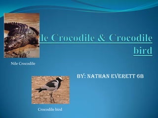 Nile Crocodile & Crocodile bird by: Nathan Everett 6B  Nile Crocodile Crocodile bird 