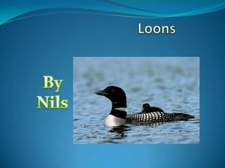 Loons By Nils 