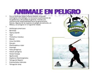 ANIMALE EN PELIGROANIMALE EN PELIGROPero la lucha por salvar la fauna silvestre no puede restringirse a los biólogos. Es necesaria la participación de los gobiernos y del pueblo en general, creando una conciencia de responsabilidad hacia las generaciones futuras. Algunas de las especies en peligro de extinción, en México, se consignan en el siguiente listado:Antilocapra americanaBerrendoTapirusbairdiiTapirTrichechusmanatusManatíUrsushorribilisOso grisPhenicopterusruberFlamingoFalco peregrinusHalcón peregrinoHarpiaharpyjaAguila arpíaGopherusflavomarginatusTortuga de MapimíEretmochelysimbricataTortuga de carey
